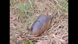 Tatu-galinha