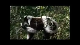3 Lemurs