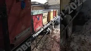 Первый облет пчел 2022