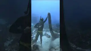 What is this!? #freediving #humpbackwhale