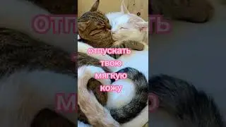 тгк: leshkaded