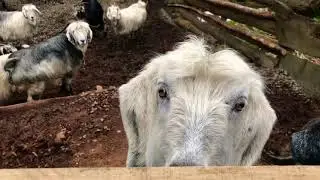Çoban Köpekleri Sürüye Yabani Yaklaştırmıyor !
