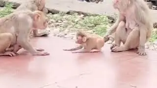 Funny Monkey with Cute Dialogues