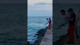 Fishing team work done right! At the Haulover Inlet jetty