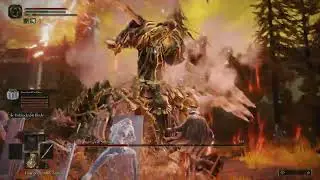 Cipher Pata vs Draconic Tree Sentinel