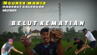 MANCING/NGUREK BELUT KEMATIAN SPOT SAWAH