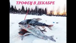 ХАРИУС ЛОМАЕТ СНАСТИ! РЫБАЛКА В ДЕКАБРЕ!