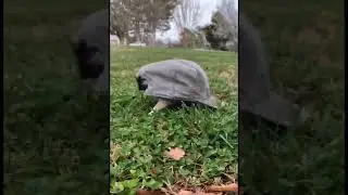 TOP short funny animal videos