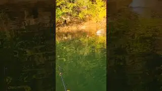 Early Fall Topwater Spotted Bass Lake Lanier