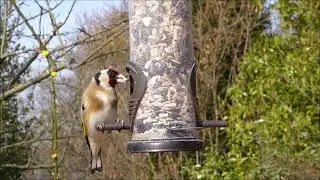 Burly Birds get the worm project