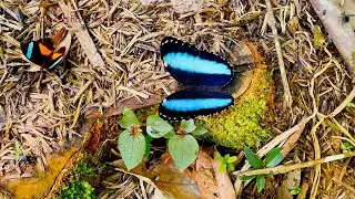 Butterflies from Apuya