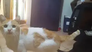 Gatto randagio entra in casa!!!