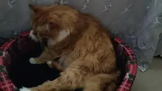 Кот и пандемия