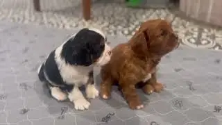 Ruby and Tri-color Cavalier Puppies