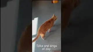 Keyboard Cat 3.0 Yakky Cat