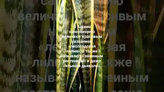 интересные факты