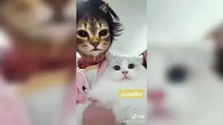 Смешные видео с котами и кошками