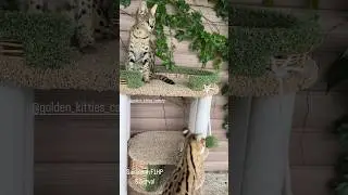 Savannah f1HP and serval 