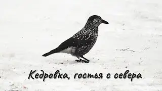 Кедровка, гостья с севера