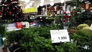 Комнатные цветы в магазине Новогодний Обзор.