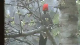 Giant Red Headed WoodPecker