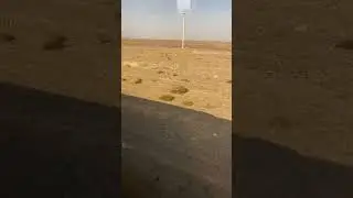 Розы Мухамади
