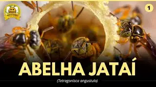 Abelha Jataí - Guia completo de informações!