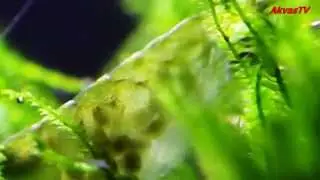 АКВАРИУМНЫЕ КРЕВЕТКИ | РОЖДЕНИЕ КРЕВЕТЯТ
