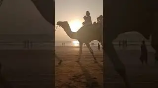 beautiful nature , beauty, evening wibes camel ride horses ride tide