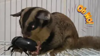 Warning: Live Feeding | Sugar Glider vs Bugs | Mukbang Failed