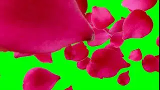 Green Background Video (Rose Effect)