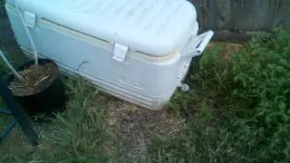 Burningman cooler
