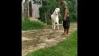 Kambing Senduro Jumbo Depok