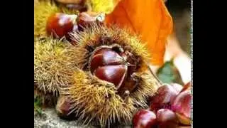 I FRUTTI DELL'AUTUNNO