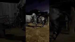CABALLO ESPAÑOL