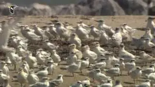 Tern Colony