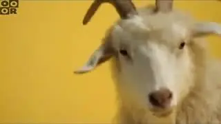 Cartoon Network - CN Check It Dot Com - Sheep Preview