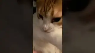 Cat is secretly a titan shifter (must watch)