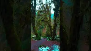 Divine forest | Olympic national park, WA #relax #shorts  #nature