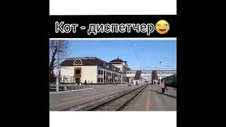 Кот-диспетчер