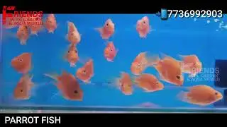 Parrot Fish