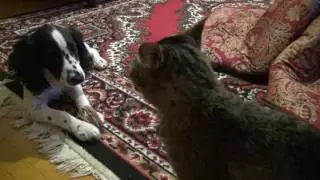 Спаниель и кошка