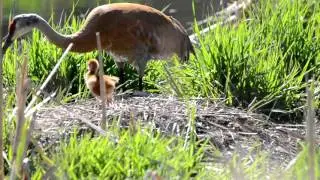 Sandhill Crane nest