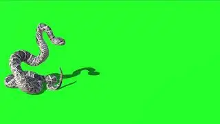 Snake 49 || Green Screen Videos