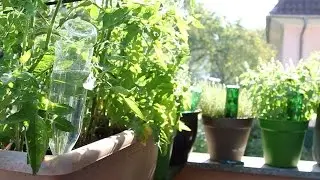 Clever und nachhaltig: Pflanzen mit PET-Flaschen bewässern