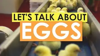 Let's Talk About Eggs