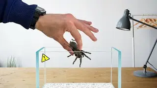 I Fed my Pet Ants a Tarantula. The Results will Shock you.