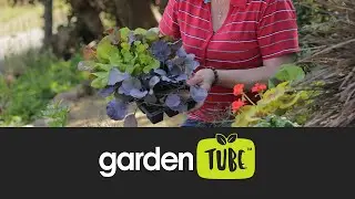 Combining herbs, veggies and perennials in the garden