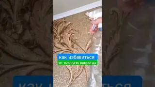 как избавиться от плесени навсегда