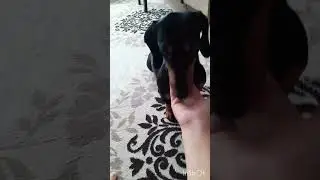 Тиша и лёд #taksa #а4 #животные #mrbeast #собака#смешно#лёд#Dog#ice#Tisha#Тиша